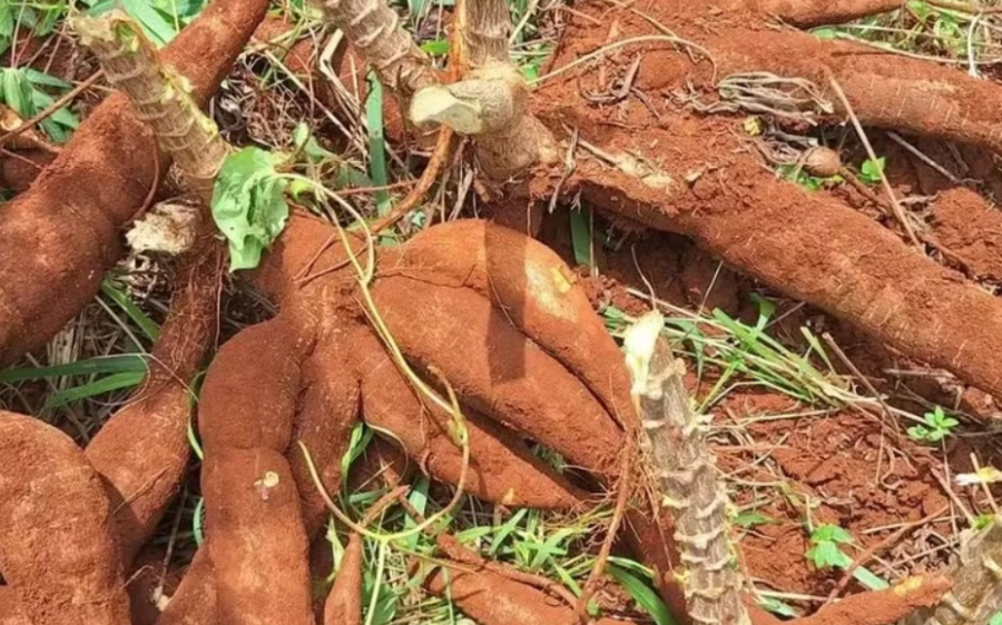 Bandidos invadem horta de madrugada e furtam 25 kg de mandioca em MS