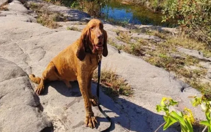 Corpo de Bombeiros de Coxim lamenta a morte do cão farejador Chefão