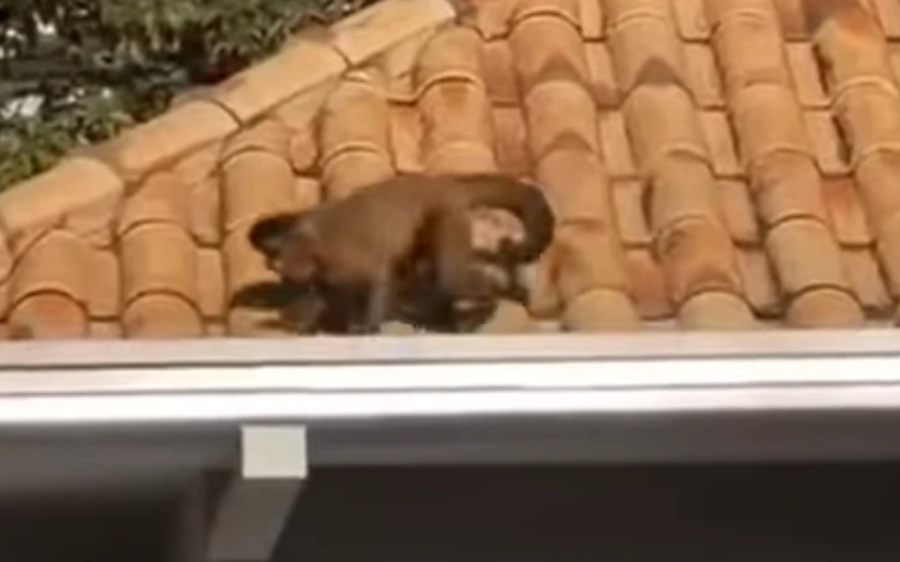 Macaco-prego é capturado dentro de cozinha em condomínio próximo ao Parque dos Poderes, na Capital
