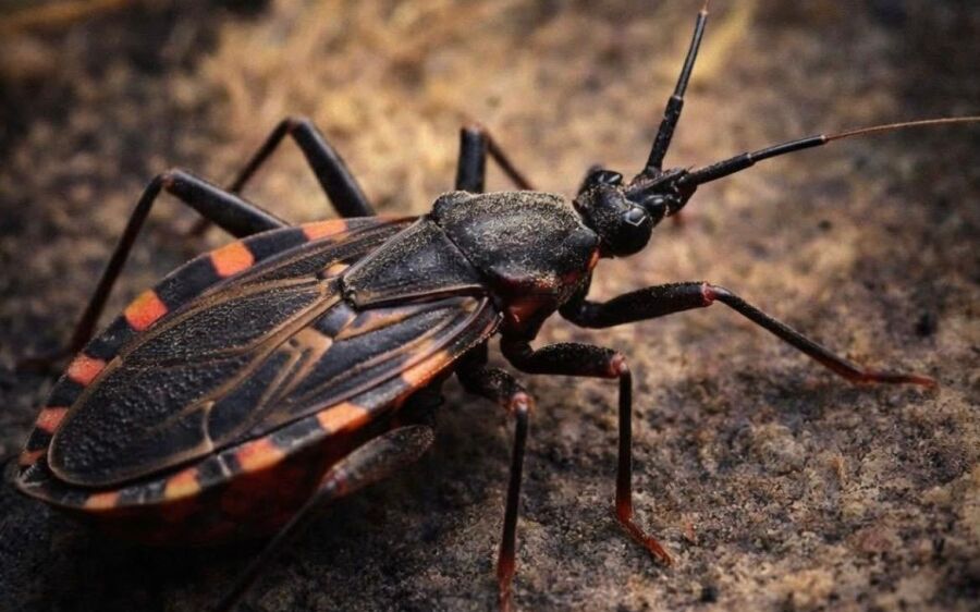 Coxim entra em alerta após identificação de barbeiros em monitoramento de saúde no norte do Estado