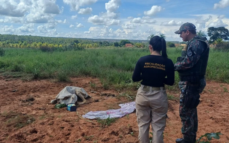 Denúncia leva PMA a flagrar maus-tratos a bovino em propriedade rural de Coxim
