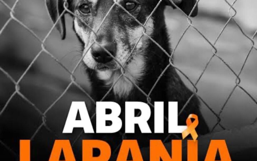Abril Laranja: um mês para lembrar que os animais também sentem dor, medo e amor