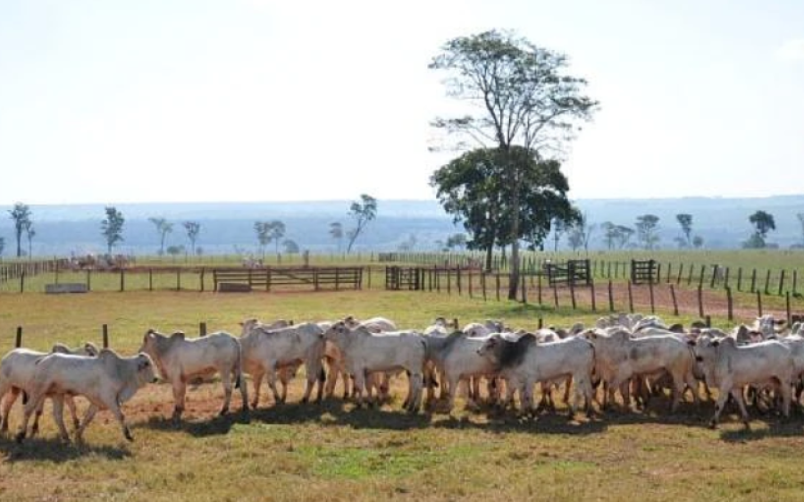 Famasul orienta produtores a declararem rebanho até 1&ordm; de junho em MS
