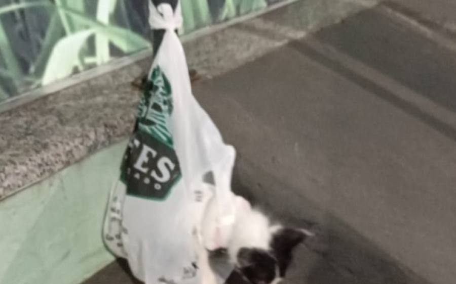 Associação denuncia mulher por abandonar gato em frente a comércio de Coxim; ação foi registrada 