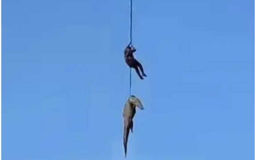 Crocodilo suspeito de ter devorado homem é içado por helicóptero