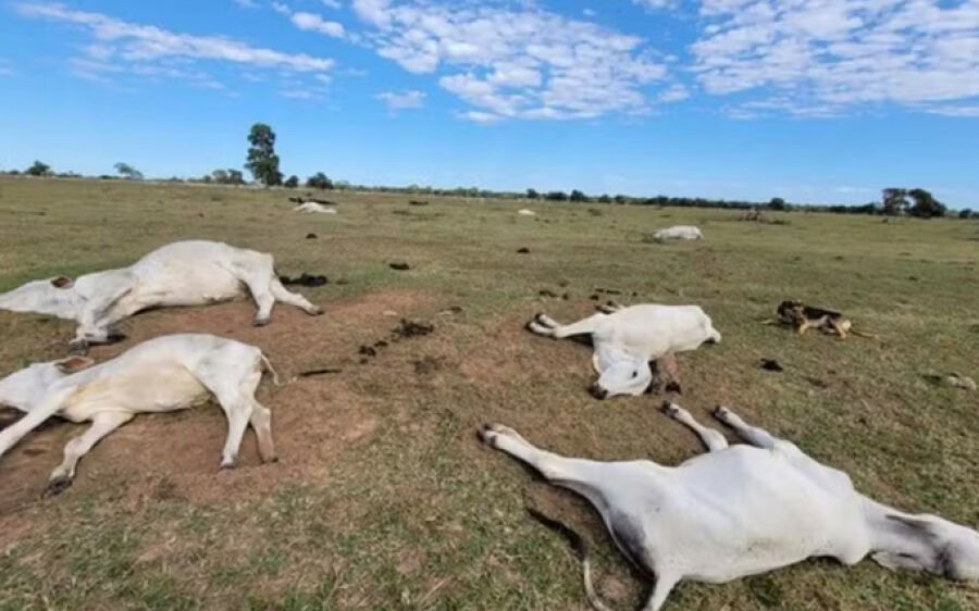 Frio extremo mata 80 bois e vacas em fazendas nos últimos dias em MS