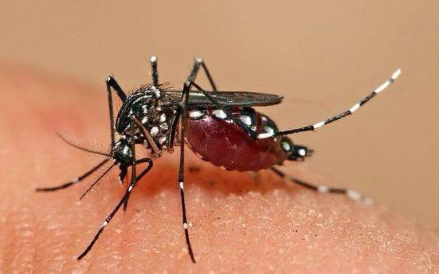 Coxim registra 1 caso de dengue e 1 caso de chikungunya, situação segue controlada