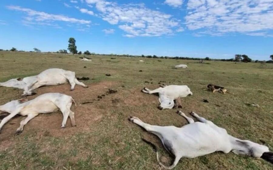 Frio mais intenso preocupa produtores rurais em MS após mortes de bovinos