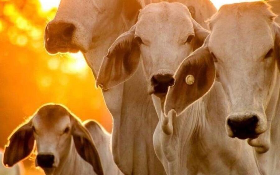 Produtores de MS têm últimos dias para declarar rebanho à Iagro