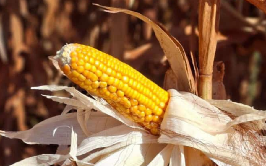Colheita do milho safrinha avan&ccedil;a lentamente e alcan&ccedil;a apenas 0,1% da &aacute;rea em Mato Grosso do Sul
