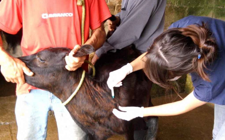 Iagro reforça que prazos da vacinação contra brucelose seguem inalterados em MS
