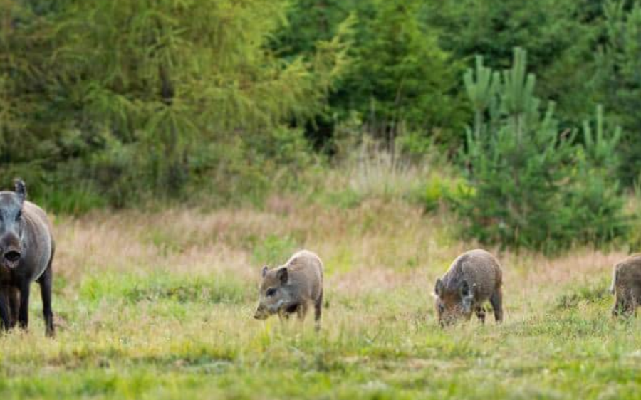 Registro de produtores amplia monitoramento de javalis e suiformes em Mato Grosso do Sul
