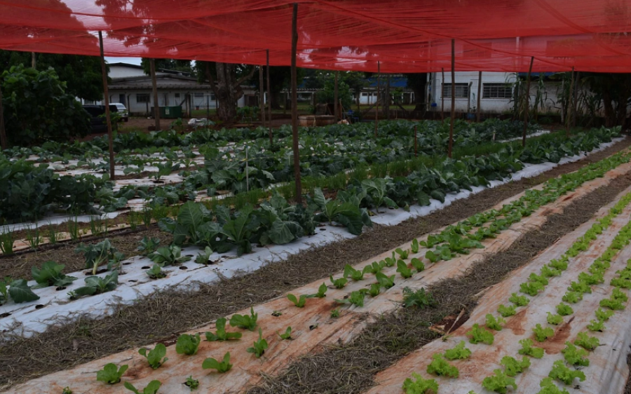 Tecnologia no campo vai além das máquinas e aproxima jovens da ciência em assentamento de MS