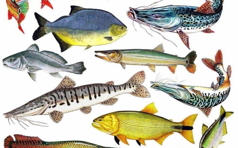 Mato Grosso do Sul fortalece voca&ccedil;&atilde;o para a pesca esportiva e Coxim est&aacute; no mapa 