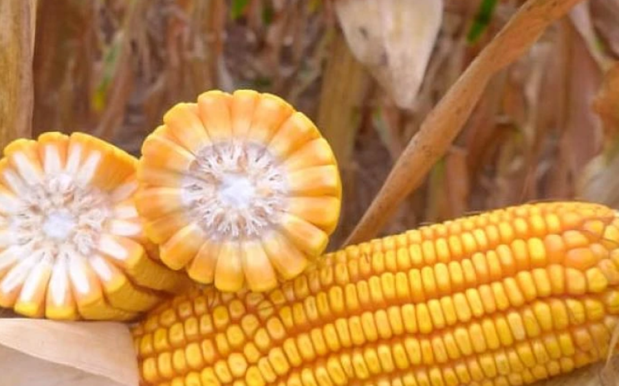 Colheita do milho atinge 2,8% da área em MS; Norte concentra melhores lavouras
