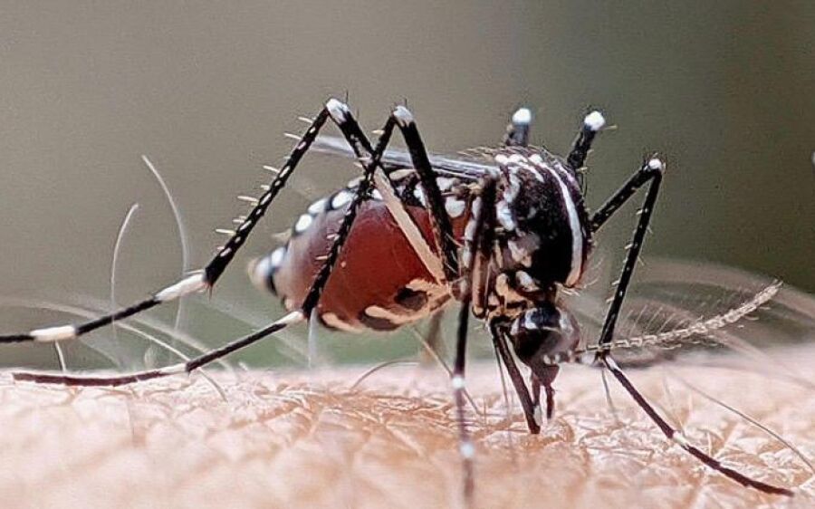Dengue segue sob controle em Coxim, enquanto chikungunya avança em municípios de Mato Grosso do Sul