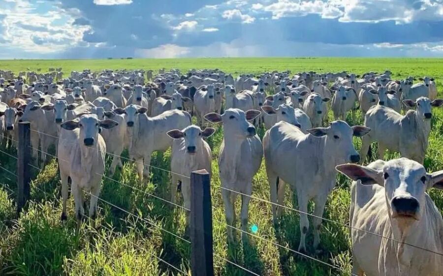 Possíveis mudanças nas regras para uso de antibióticos preocupam pecuária e podem impactar produção 