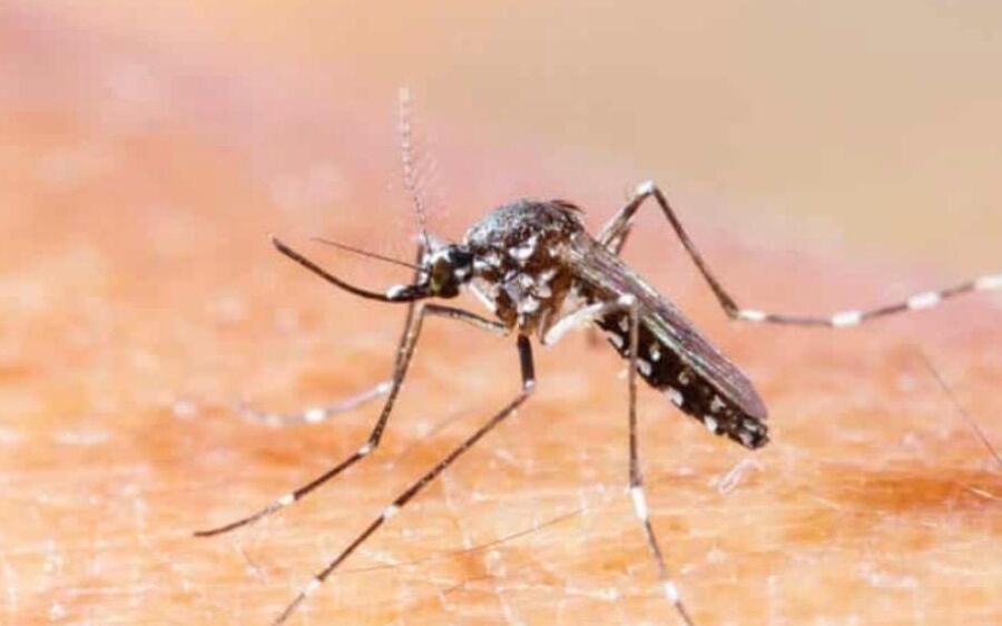 Chikungunya j&aacute; soma quase 10 mil casos em MS 