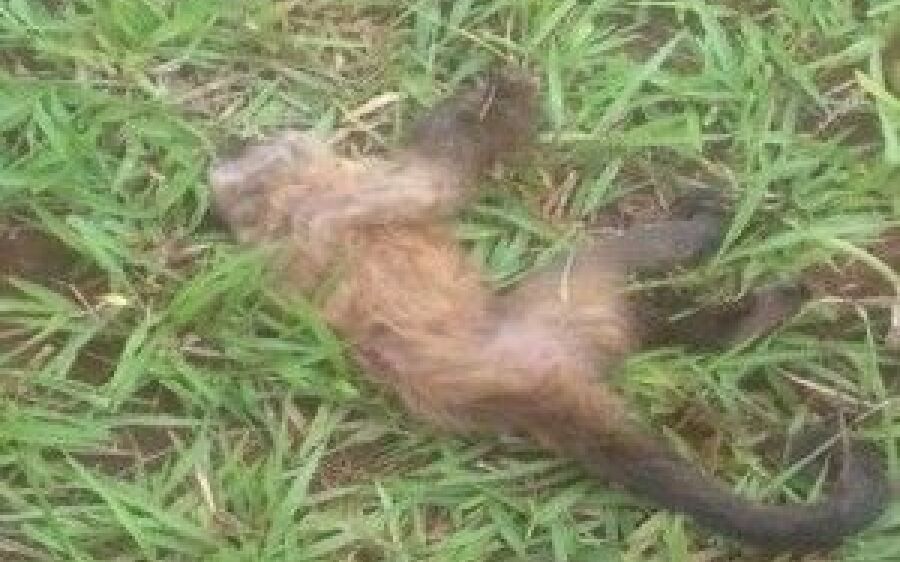 Corpo de macaco é encontrado  em fazenda próximo a Maracaju