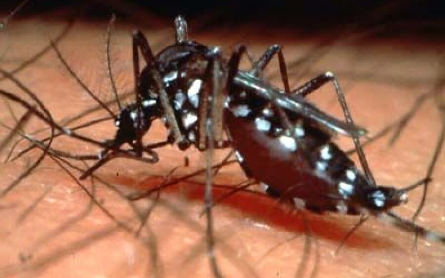 Dengue fez 8 vítimas por dia na primeira quinzena de 2018, aponta boletim