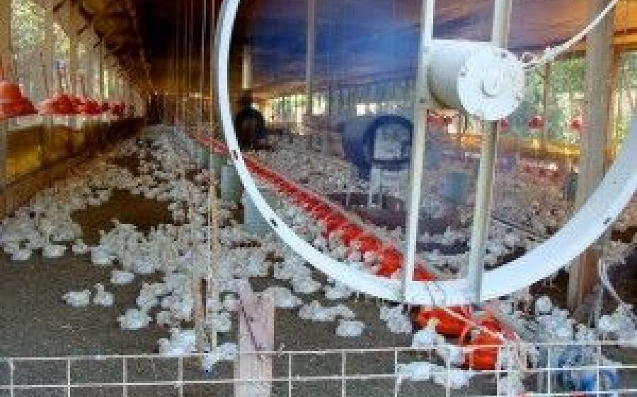 Produtores têm até março  para solicitar registro de granja