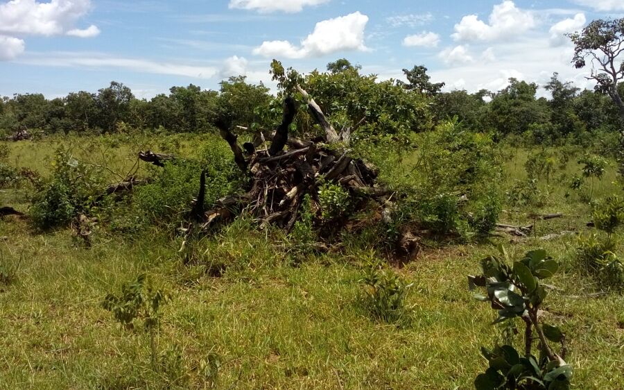 PMA autua pecuarista paulista em R$ 9 mil por desmatamento ilegal 