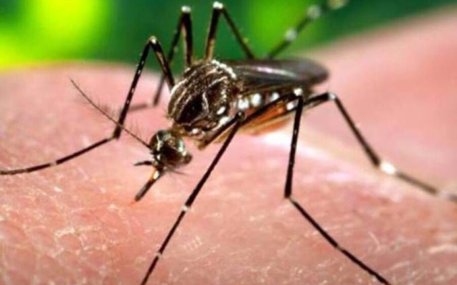 Brasil confirma 353  casos e 98 mortes por febre amarela