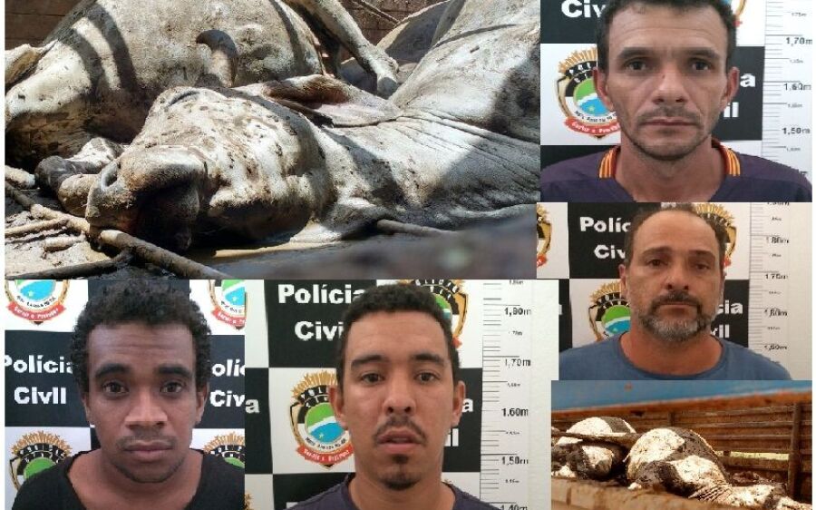 PM  prende quatro acusados de abigeato  e   sete animais morreram asfixiados