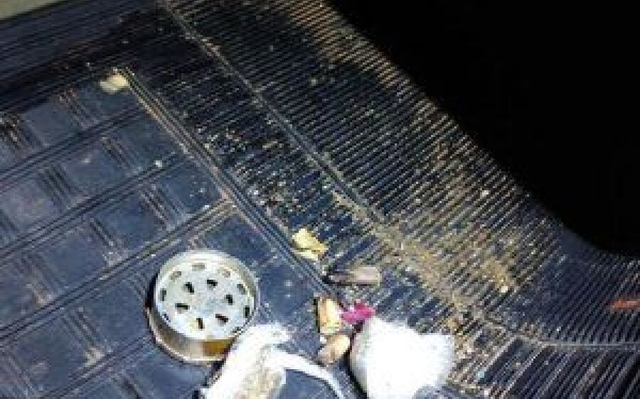 Perseguição a motorista de Audi tem tiros, acidente e prisão por embriaguez