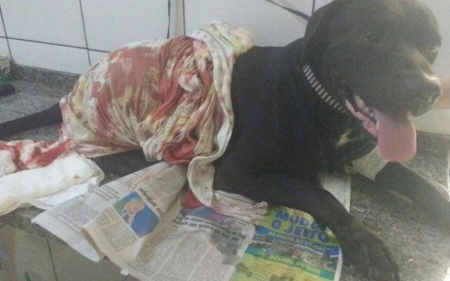 Cachorro é baleado por policial após confusão na Capital 