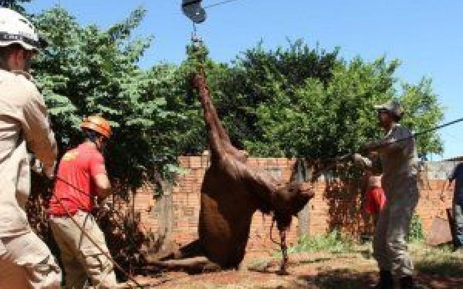 Bombeiros resgatam cavalo que caiu em fossa 2h depois, usando guincho