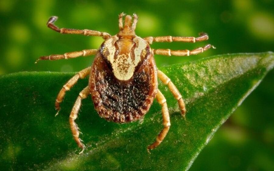 Americana confirma cinco mortes provocadas por febre maculosa