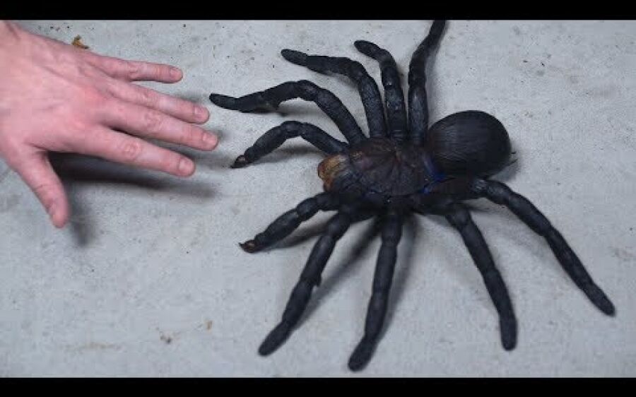 Se Você Encontrar Essa Aranha, Fuja Rápido