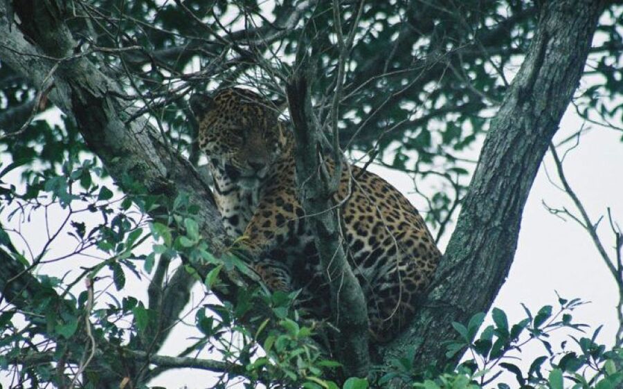 Pantanal terá espaço exclusivo em um dos zoológicos mais visitados dos Estados Unidos