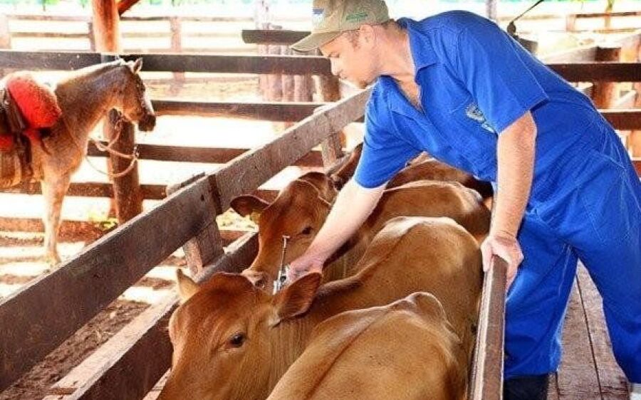 Prazo para vacinação contra febre  aftosa no Pantanal termina dia 30