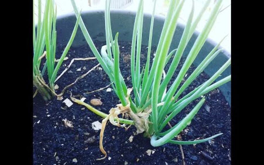 Como Plantar Cebolinha em Casa (incio,meio,fim)