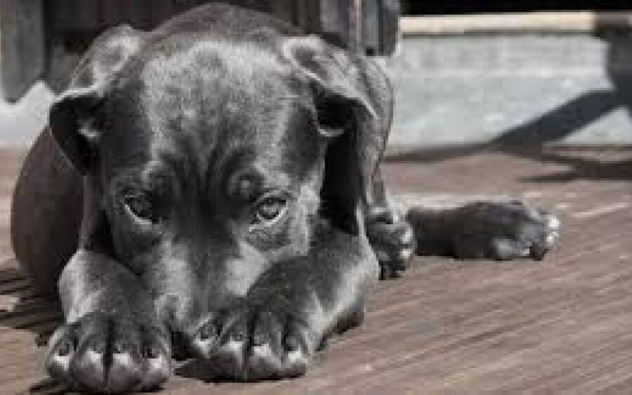 Homem mata cachorro, amarra cão em motocicleta e arrasta animal