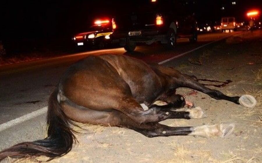 Motorista atropela cavalo em rodovia e morre ao ser levado para hospital