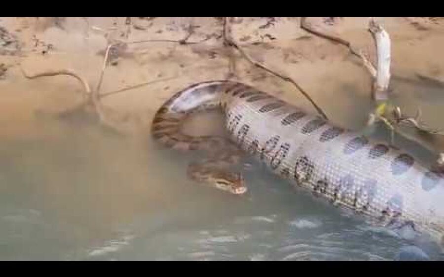 Sucuri  de barriga cheia surpreende pescadores no Rio Aquidauana