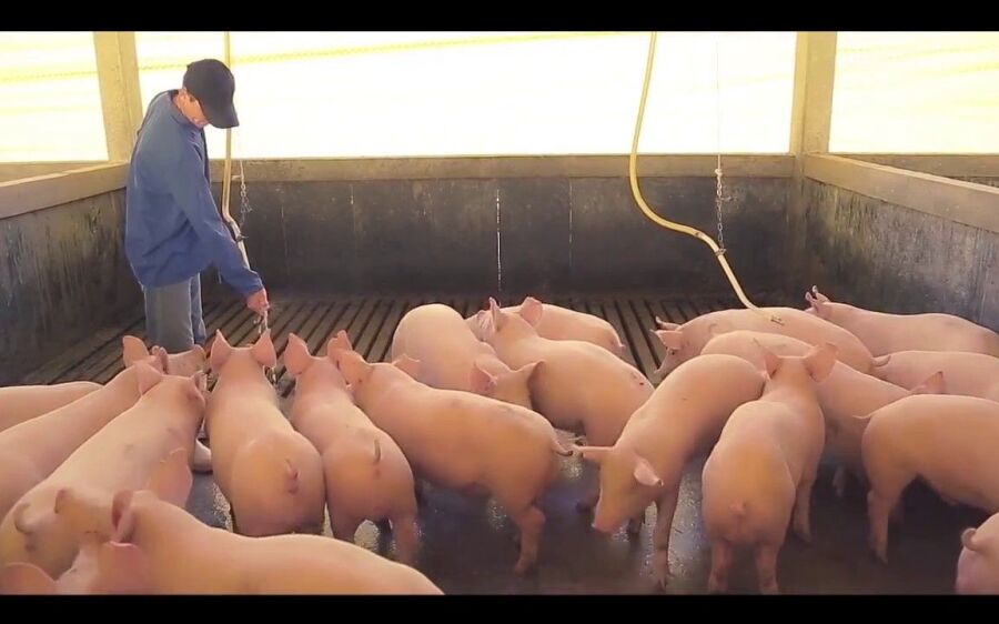 Suinocultura deverá crescer 30% em Mato Grosso do Sul