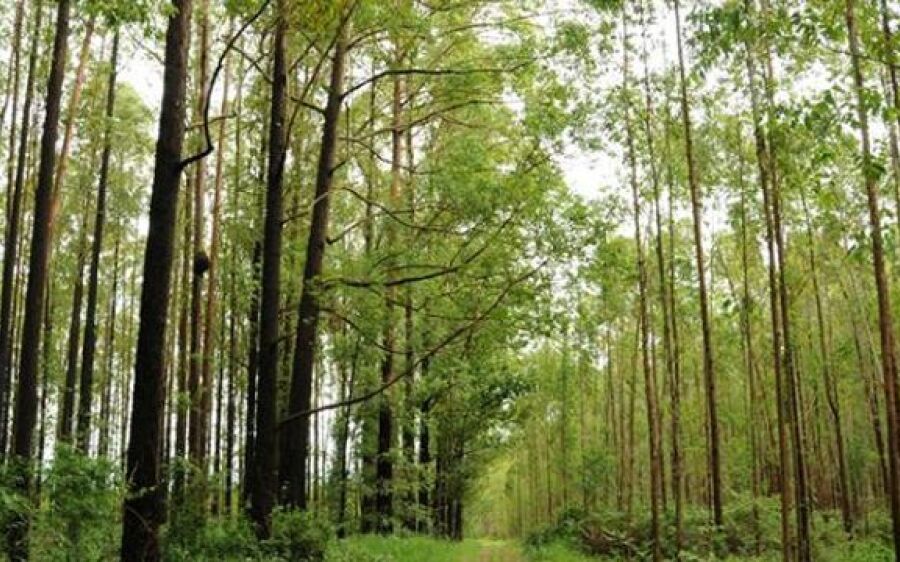 IBGE mostra que municípios de MS lideram área plantada e valor em produção de silvicultura