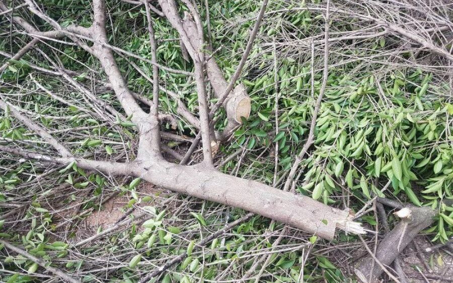 Câmara vai regulamentar derrubada e poda de árvores