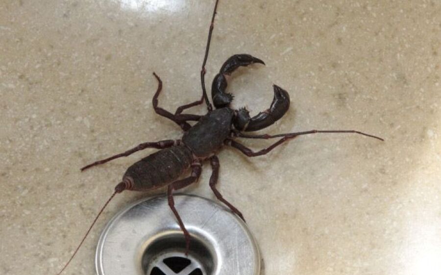 Escorpião gigante assusta moradores do Jardim Vista Alegre 