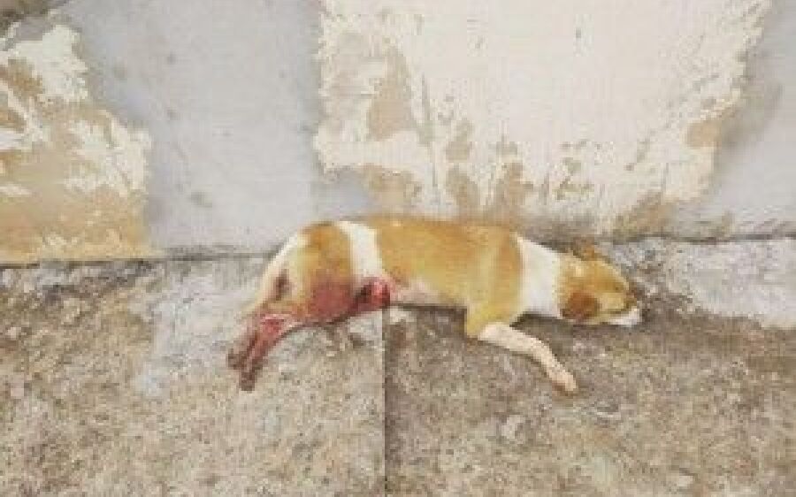 Cães são queimados e esfaqueados pelo dono na Capital; após denúncia, animais são resgatados