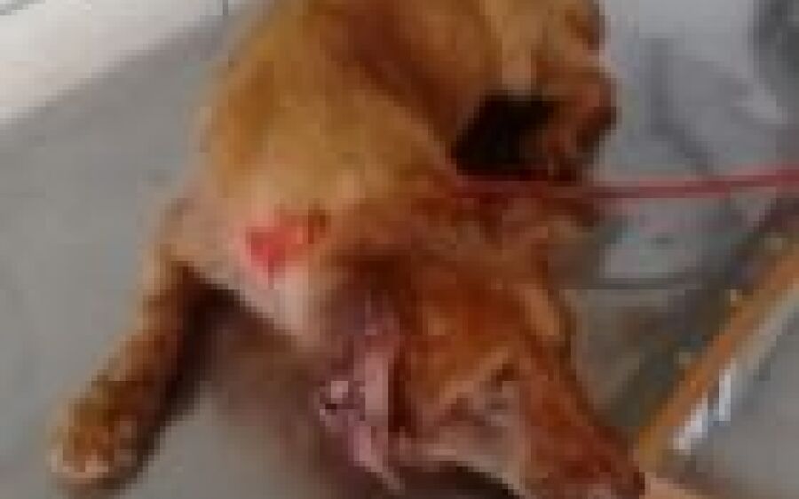 Funcionários do Canil Municipal recolheram cão que estava sendo “comido vivo”  