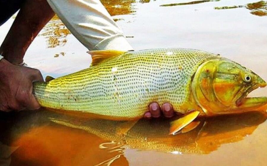 Aprovada em  1ª discussão a proibição da captura e comercialização do peixe Dourado.