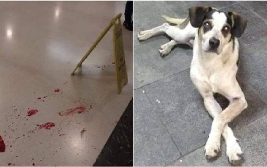 Carrefour é alvo de protesto após cão ser morto a pauladas por segurança