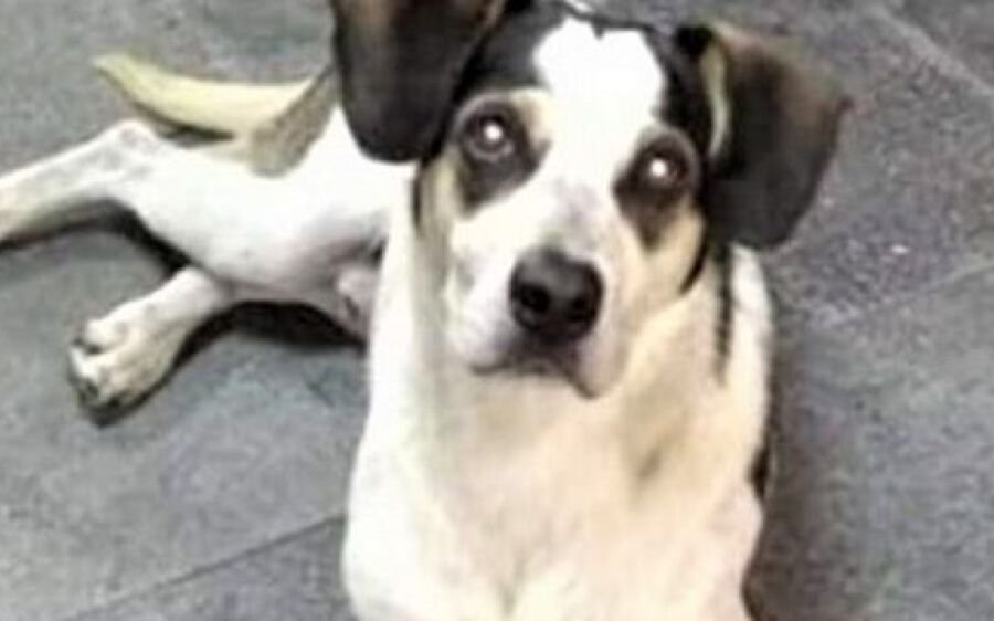 Segurança do Carrefour suspeito de matar cachorro presta depoimento