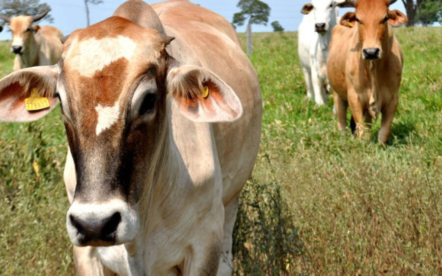 Trânsito de bovinos em Mato Grosso do Sul terá nova dinâmica