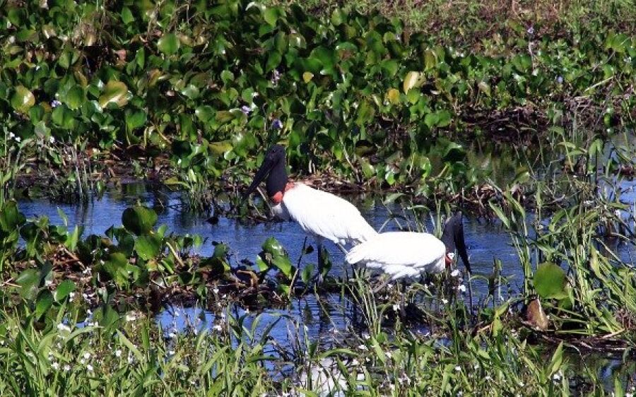 Turismo de Mato Grosso do Sul fecha ano com saldo positivo de ações